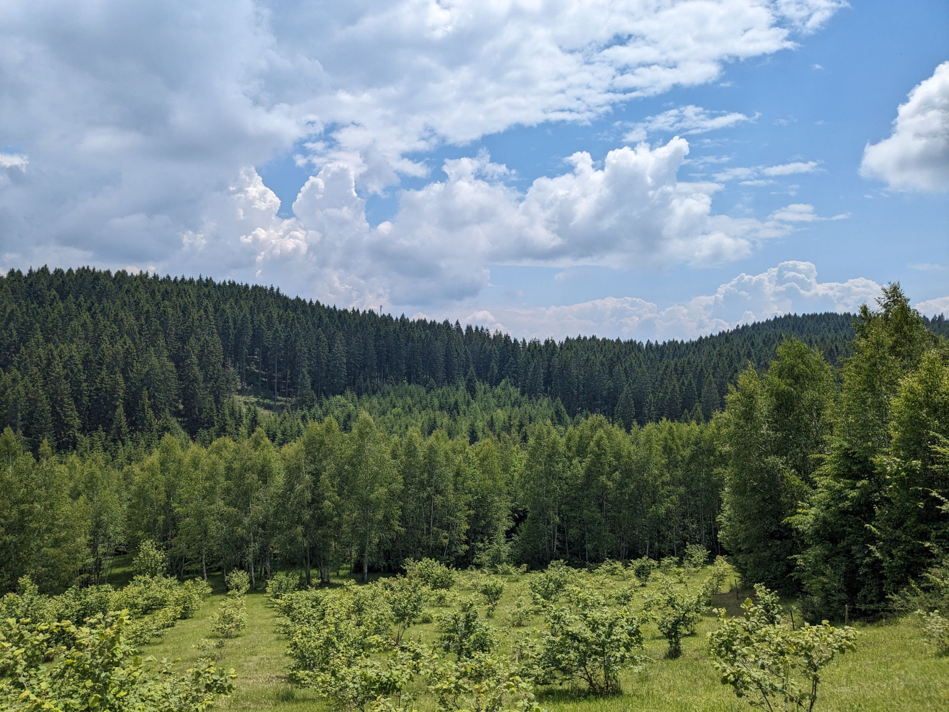 Plantaža lješnjaka BIOPIX d.o.o.