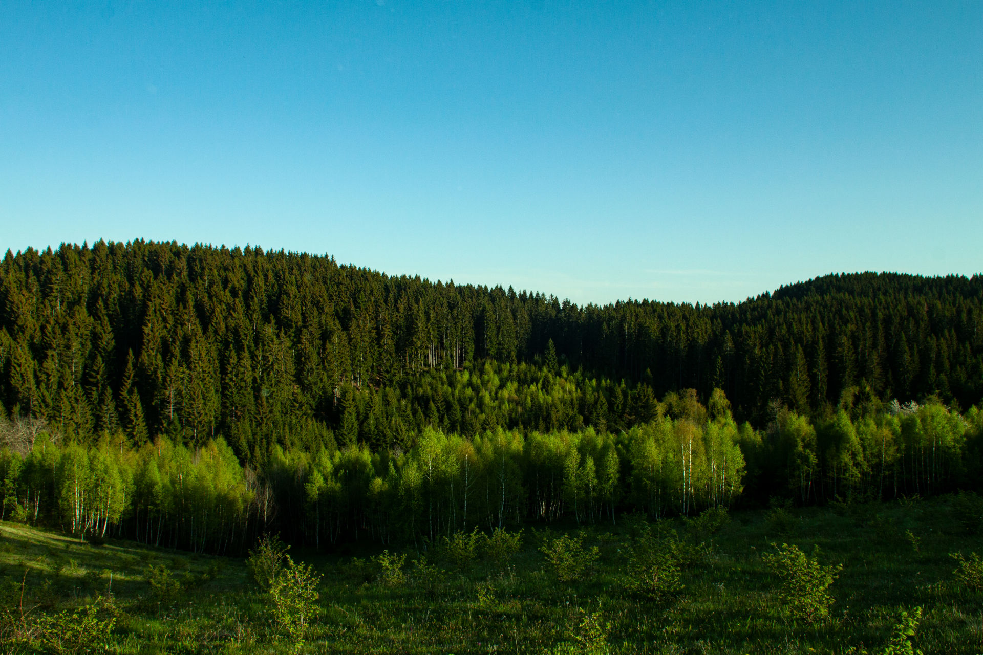 Plantaža