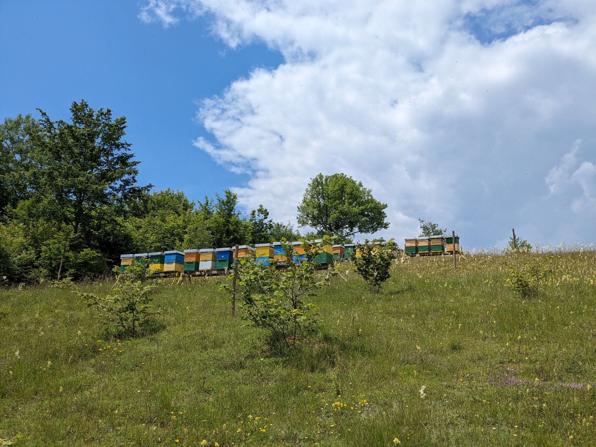 Plantaža