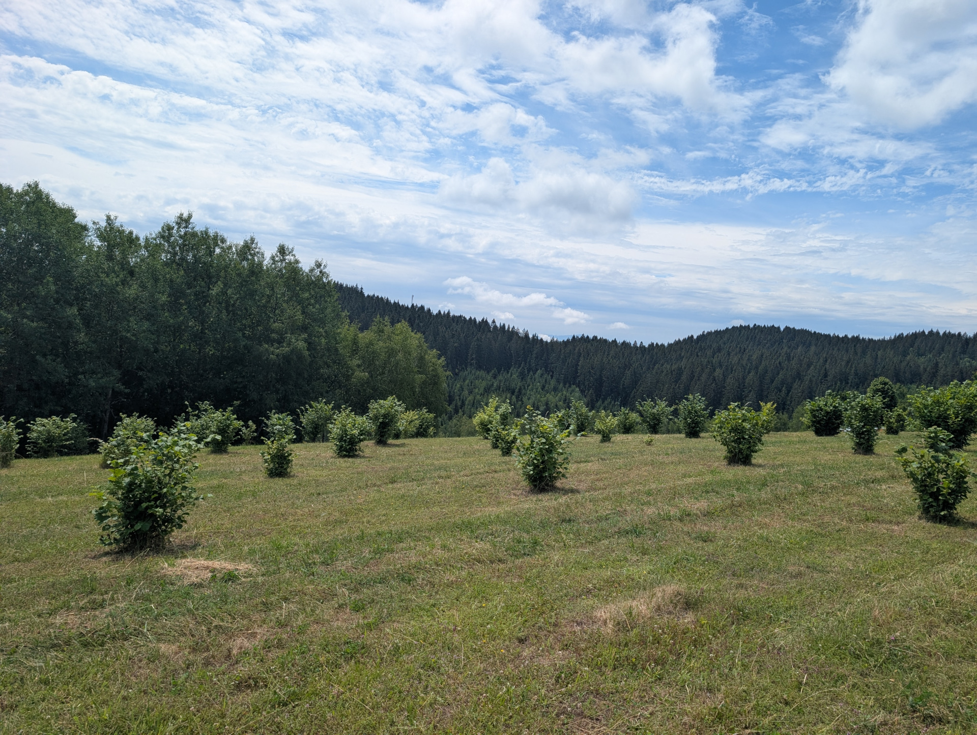 Plantaža